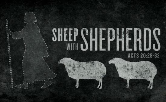 Sheep With Shepherds
